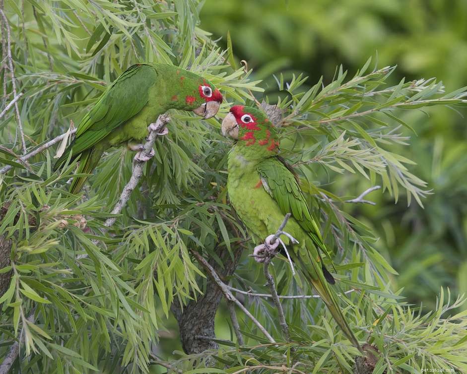 Mitred Conure (Mitred Parakeet): Comprehensive Care Guide & Species Overview