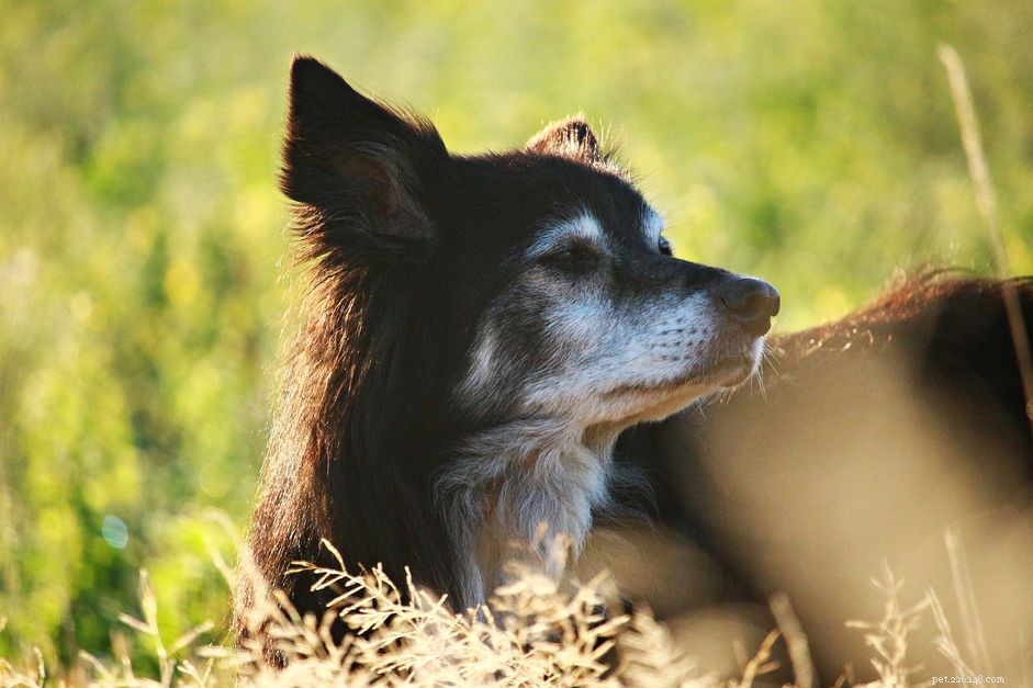 Honoring Your Pet: 7 Heartfelt Ways to Keep Their Memory Alive