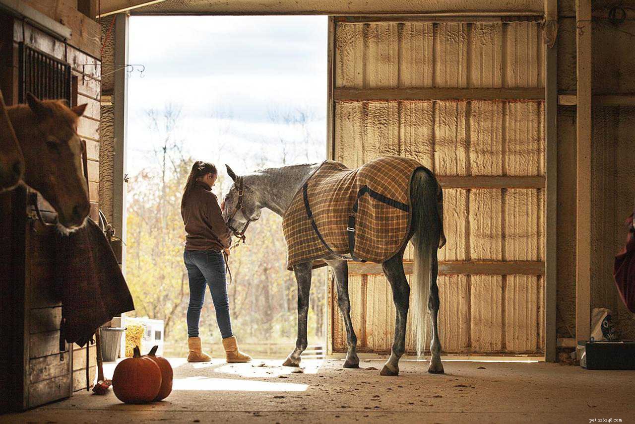 Top Mistakes New Buyers Make When Purchasing Their First Horse
