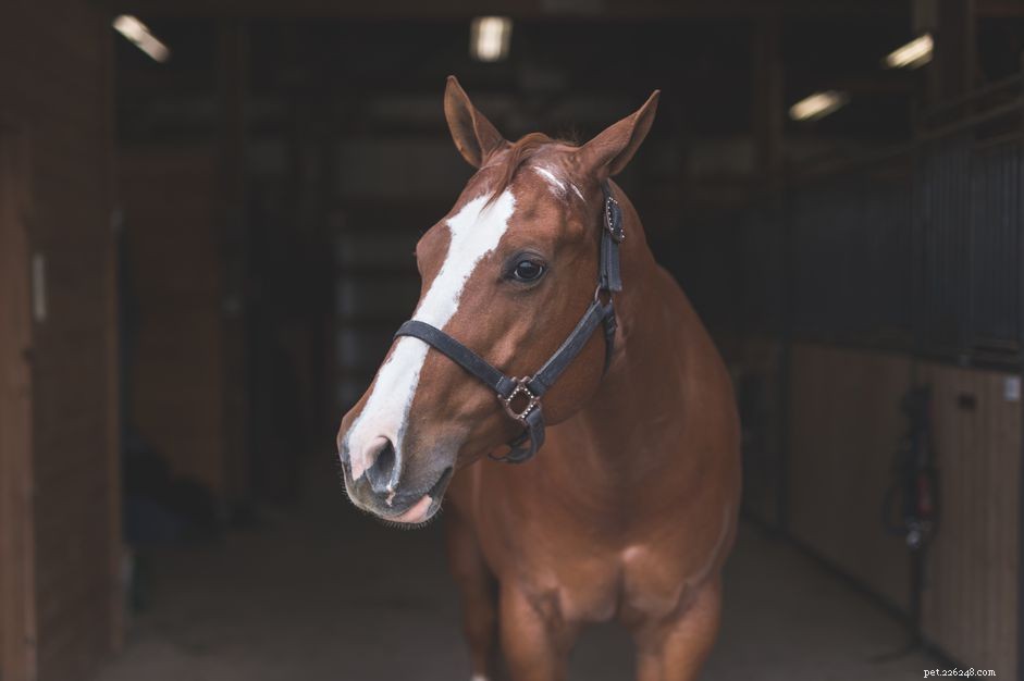 Top Mistakes New Buyers Make When Purchasing Their First Horse