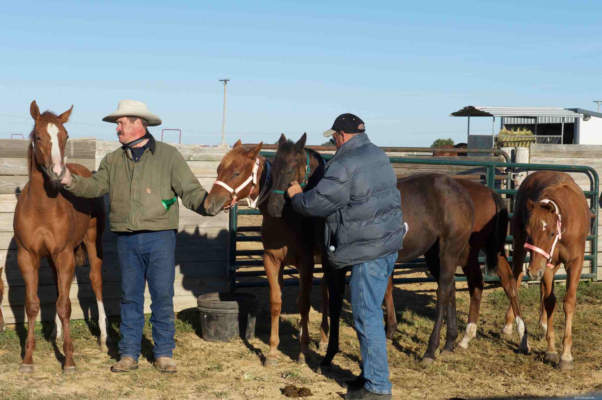 Top Mistakes New Buyers Make When Purchasing Their First Horse