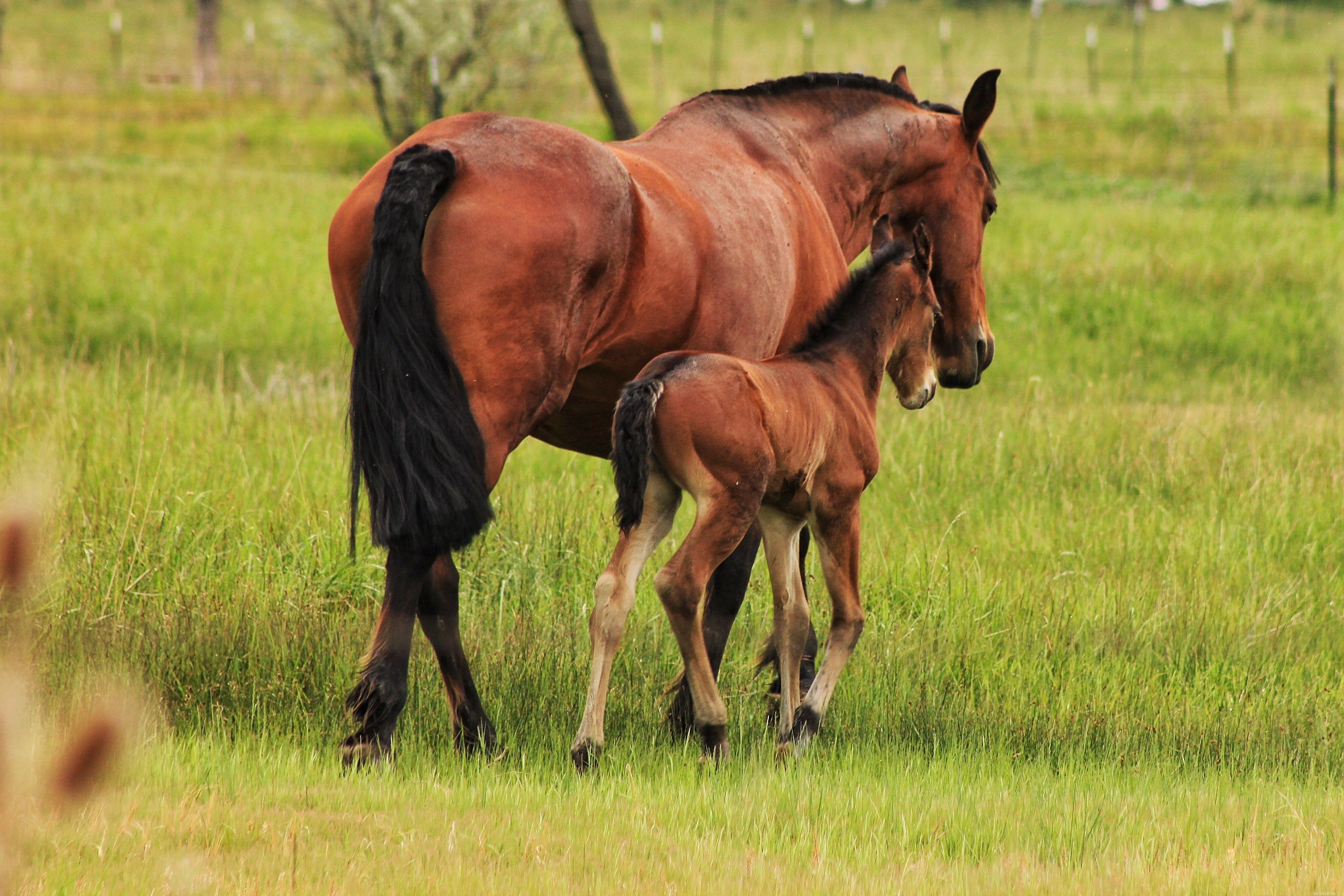 Top Mistakes New Buyers Make When Purchasing Their First Horse