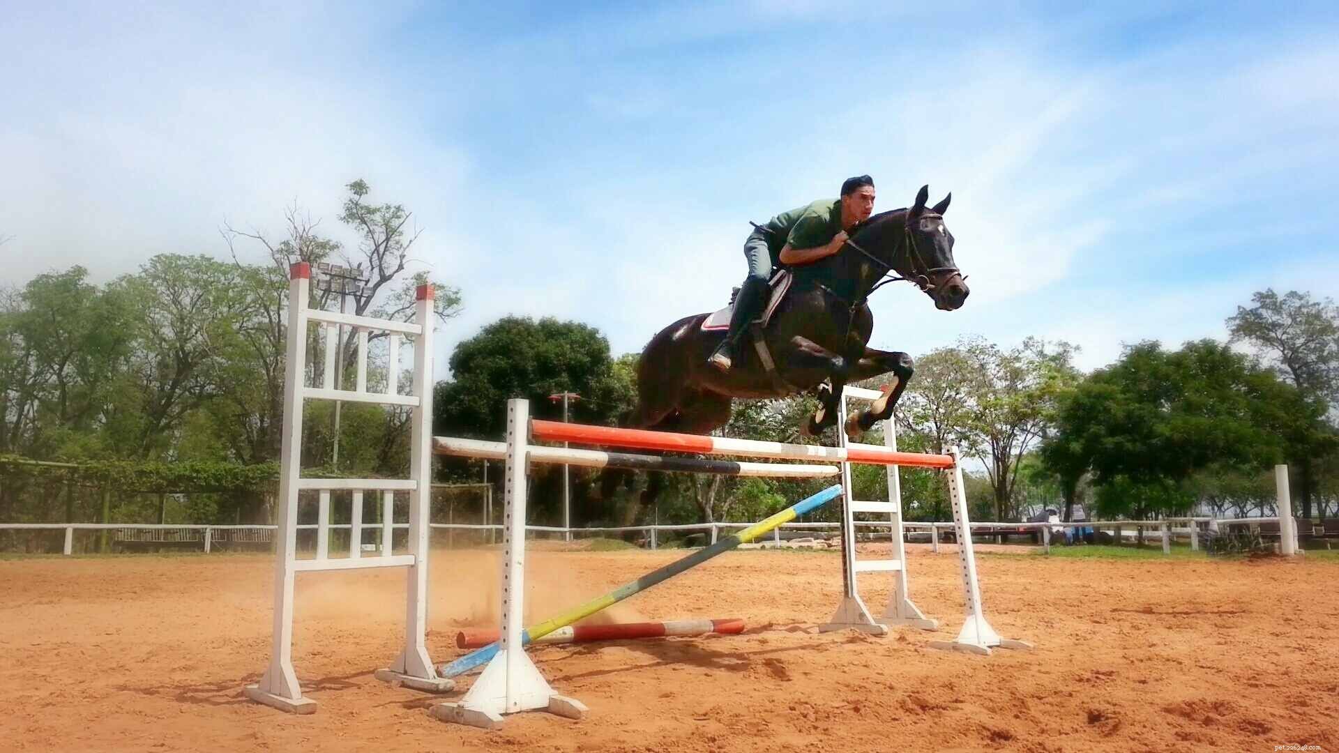 Top Mistakes New Buyers Make When Purchasing Their First Horse