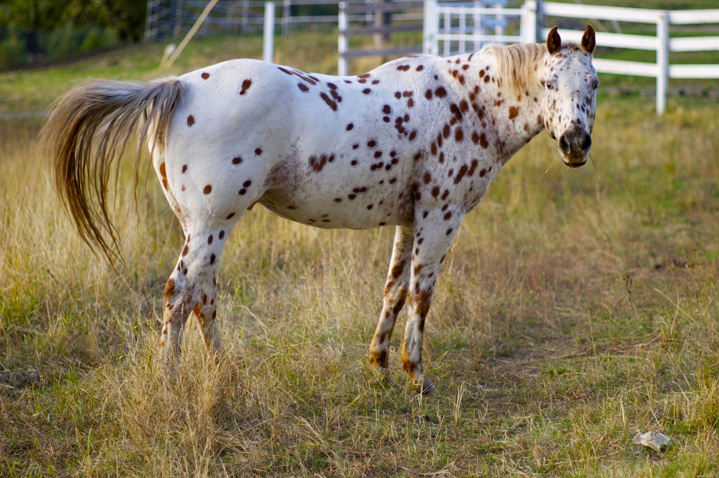 Top Mistakes New Buyers Make When Purchasing Their First Horse