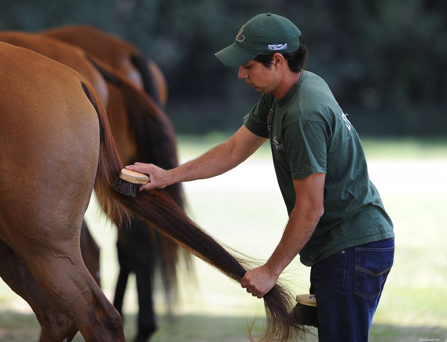 Top Mistakes New Buyers Make When Purchasing Their First Horse
