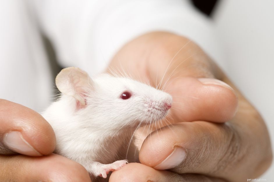 Expert Guide: How to Train Your Pet Mouse for Play and Trust