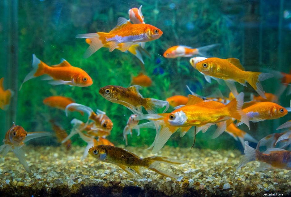 Why and How to Seed Your New Aquarium for a Faster, Safer Cycle
