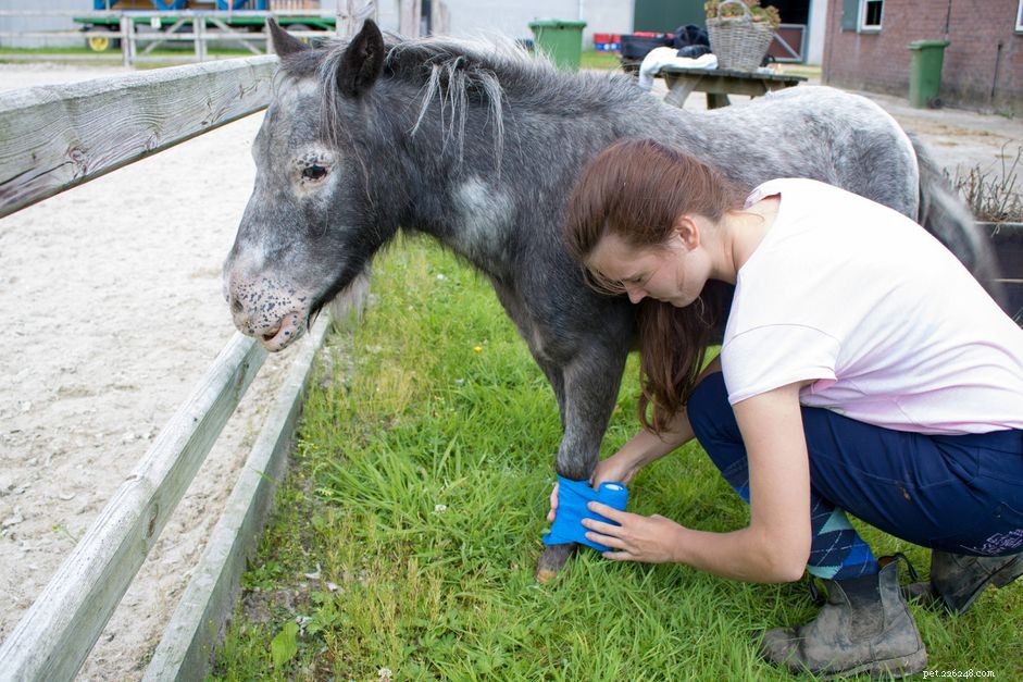 Effective First Aid for Minor Horse Wounds