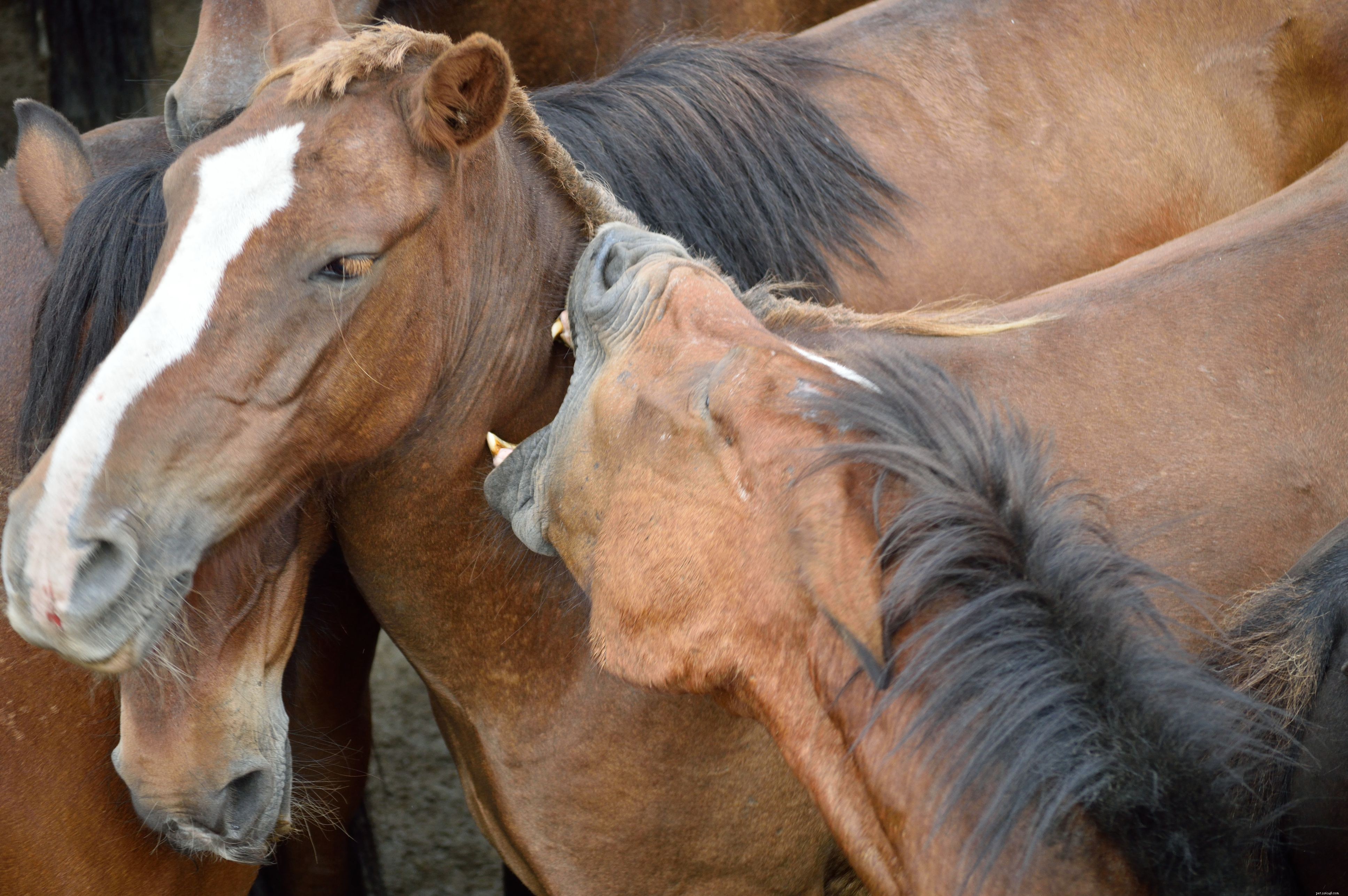 Effective First Aid for Minor Horse Wounds