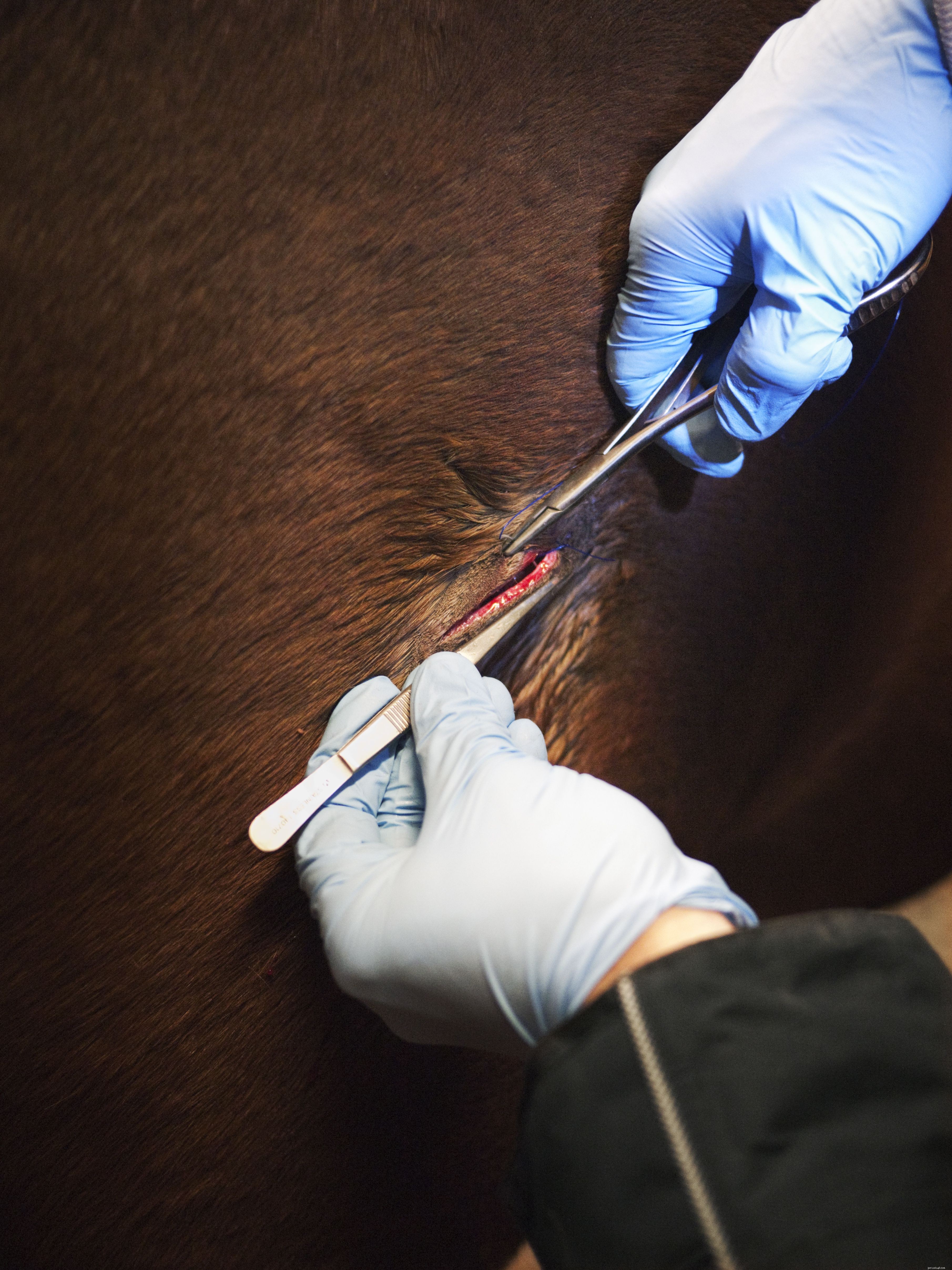 Effective First Aid for Minor Horse Wounds