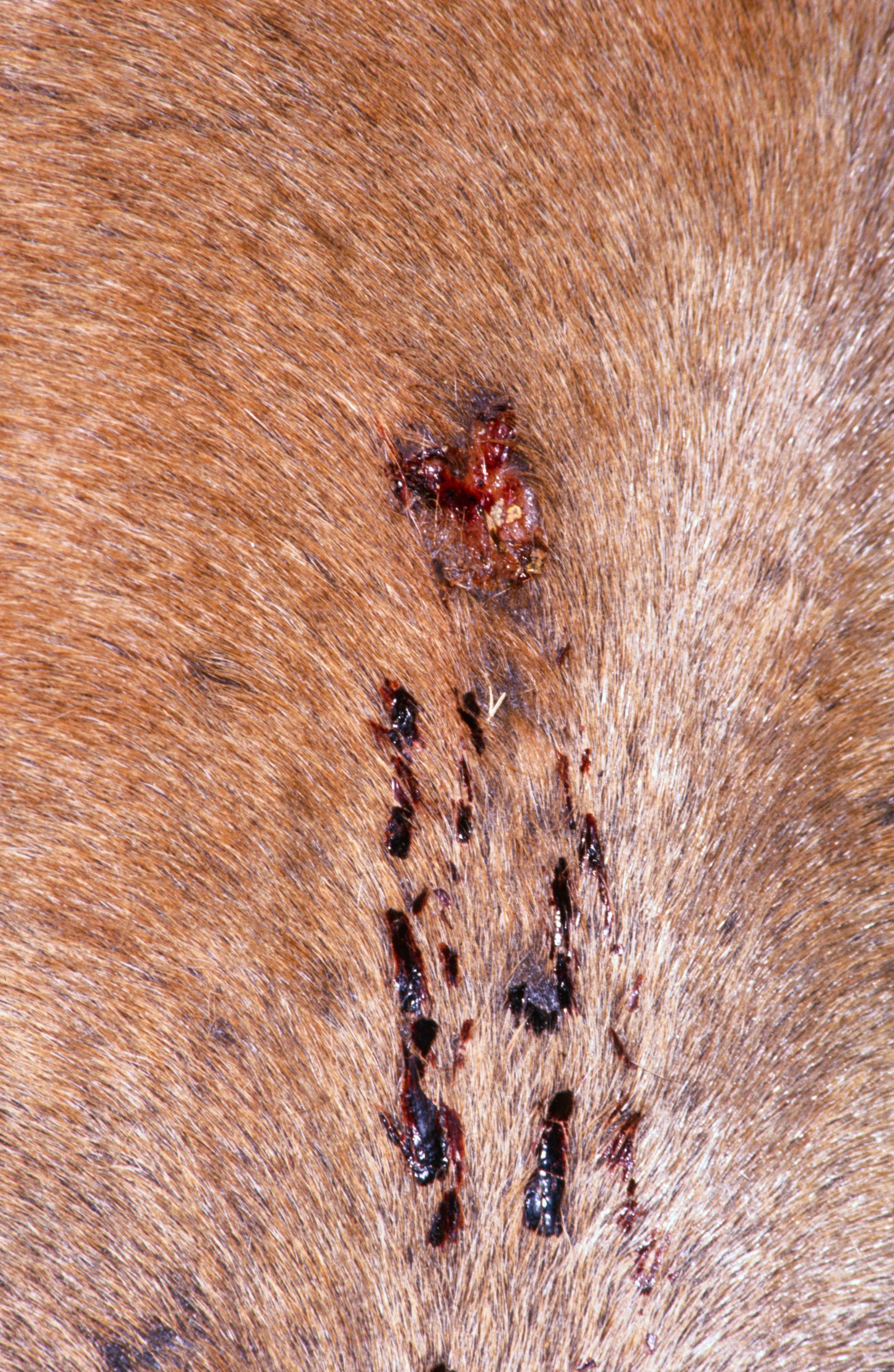 Effective First Aid for Minor Horse Wounds
