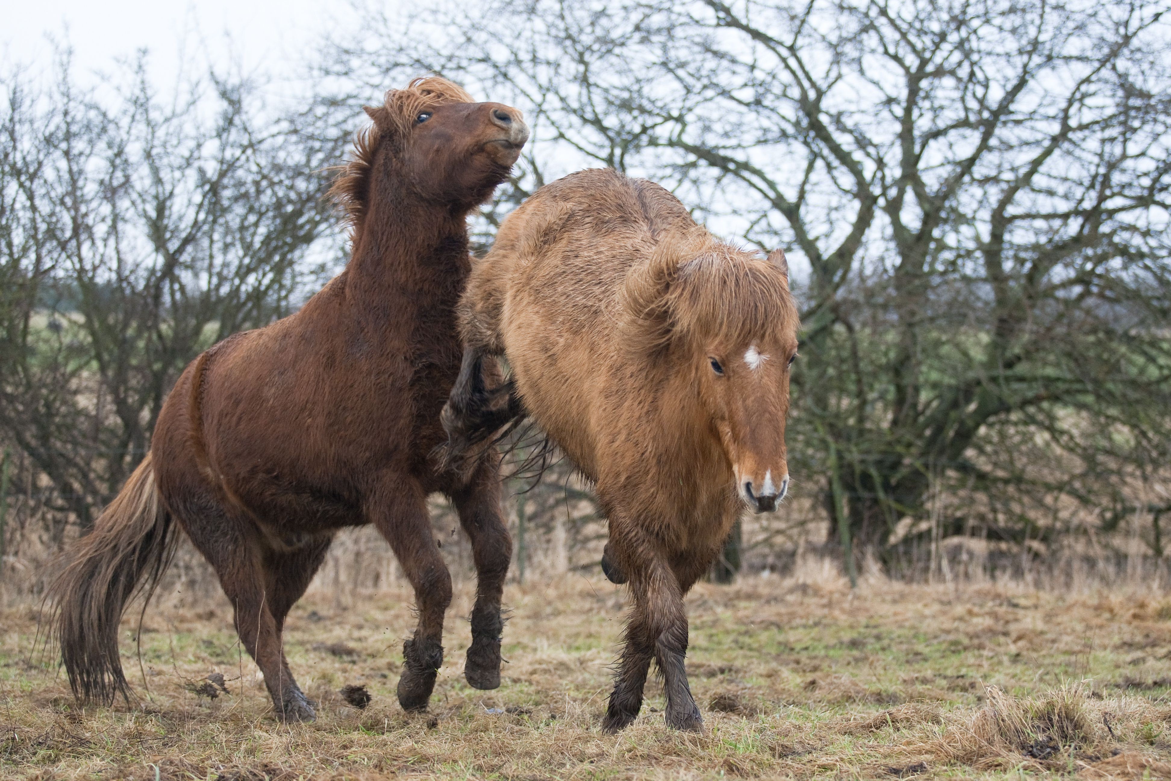 Effective First Aid for Minor Horse Wounds