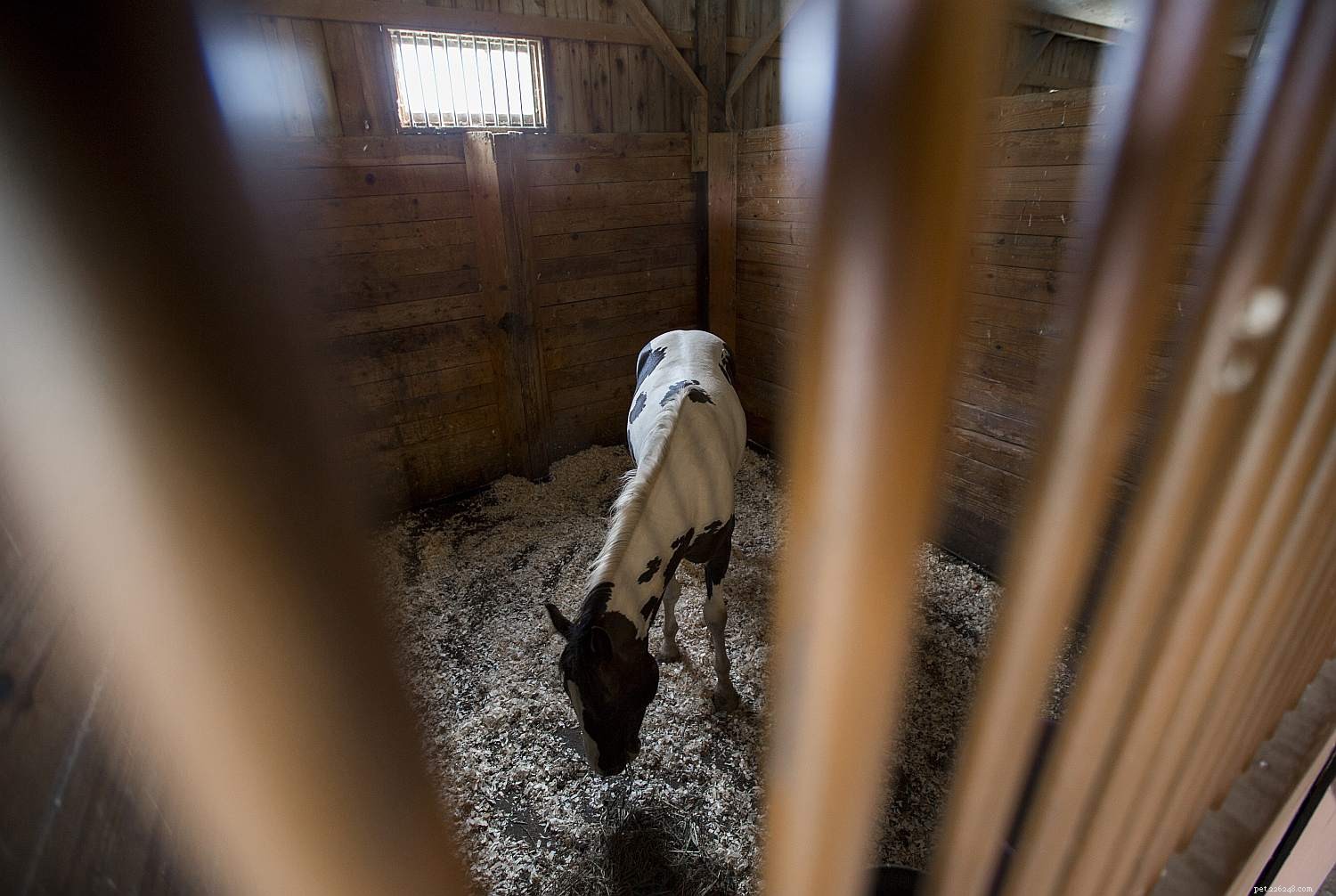 Effective First Aid for Minor Horse Wounds