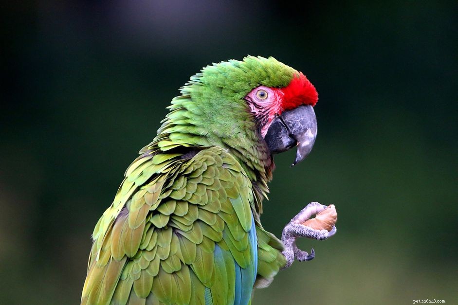 Top 8 Birds That Aren t Ideal for Apartment Living