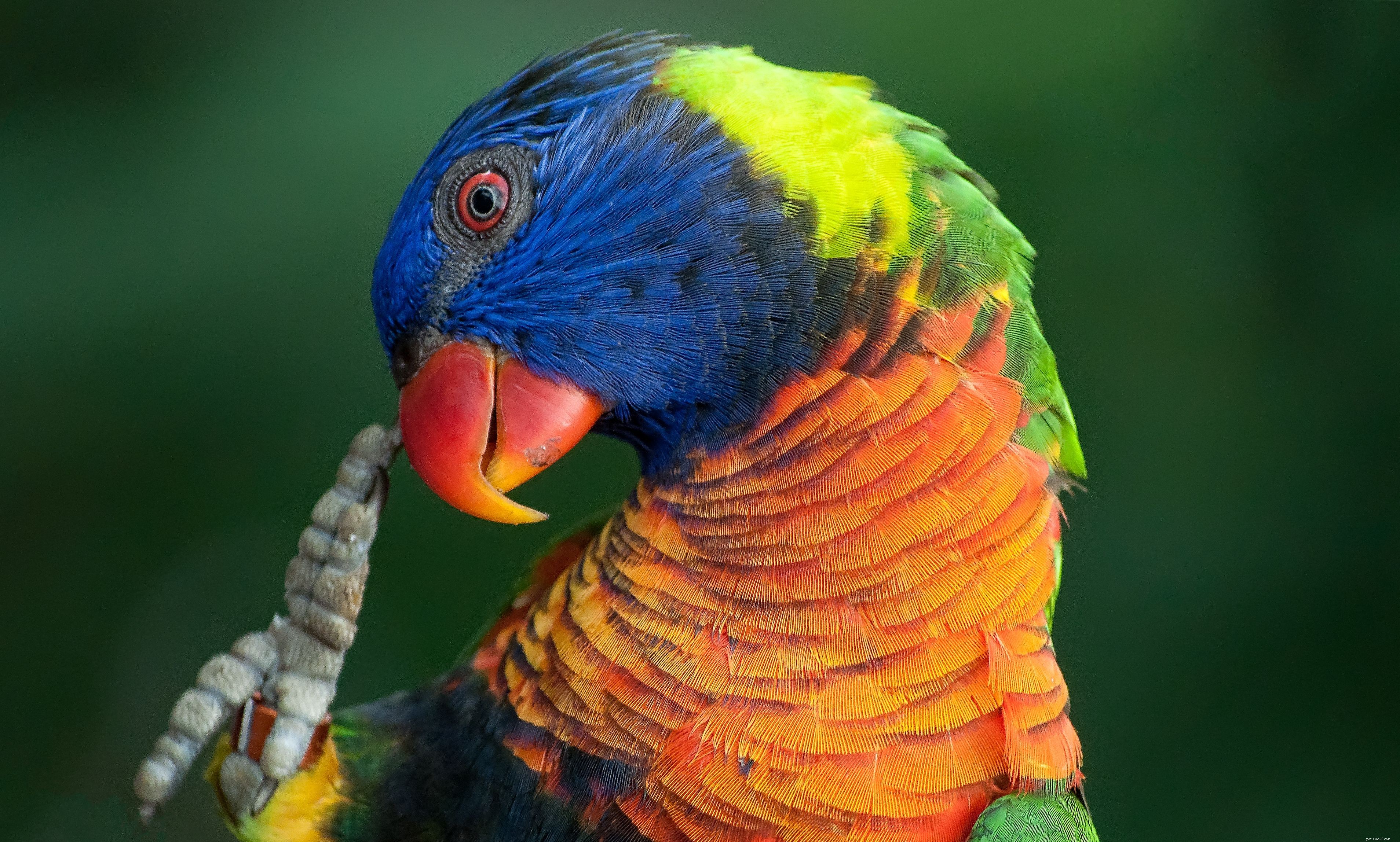 Top 8 Birds That Aren t Ideal for Apartment Living