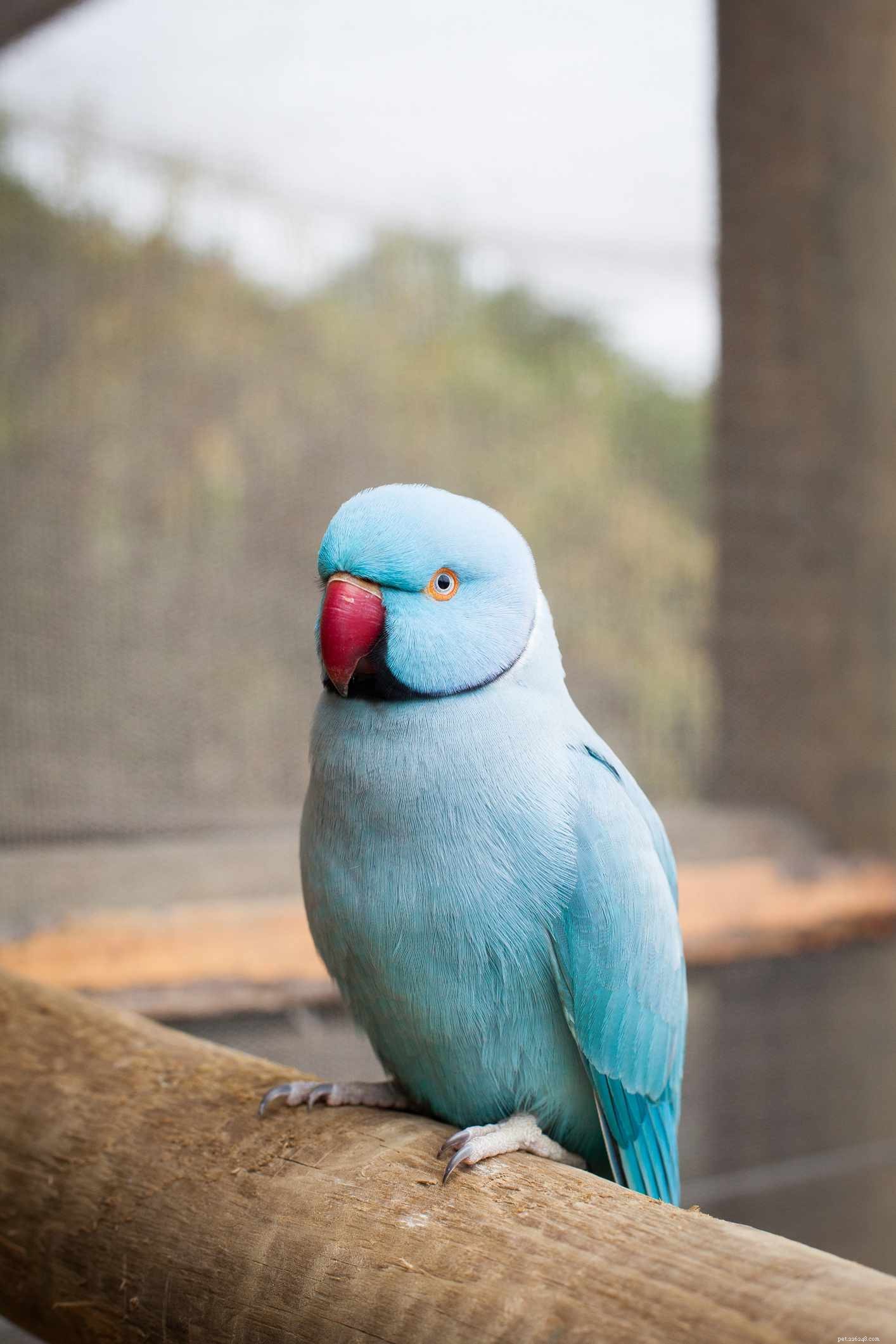 Top 8 Birds That Aren t Ideal for Apartment Living