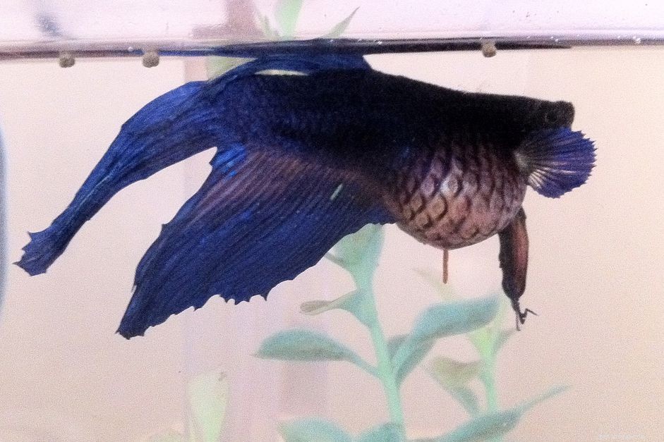 Dropsy in Aquarium Fish: Causes, Symptoms, and Effective Treatments