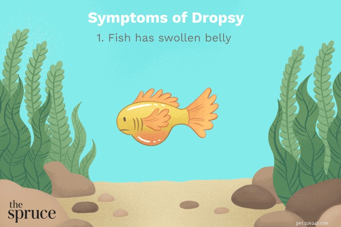 Dropsy in Aquarium Fish: Causes, Symptoms, and Effective Treatments