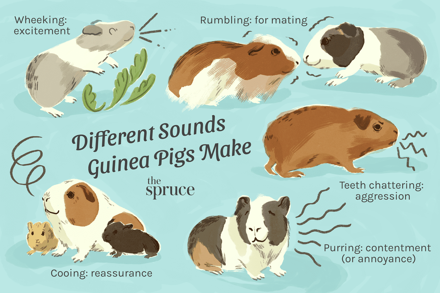 Understanding Guinea Pig Sounds and Body Language: A Comprehensive Guide