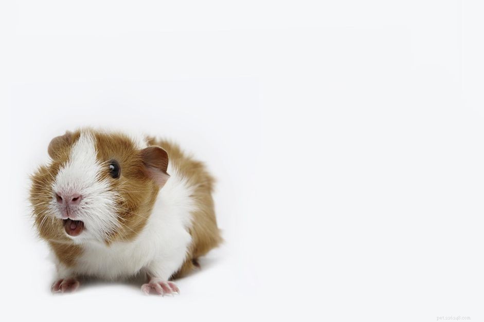 Understanding Guinea Pig Sounds and Body Language: A Comprehensive Guide