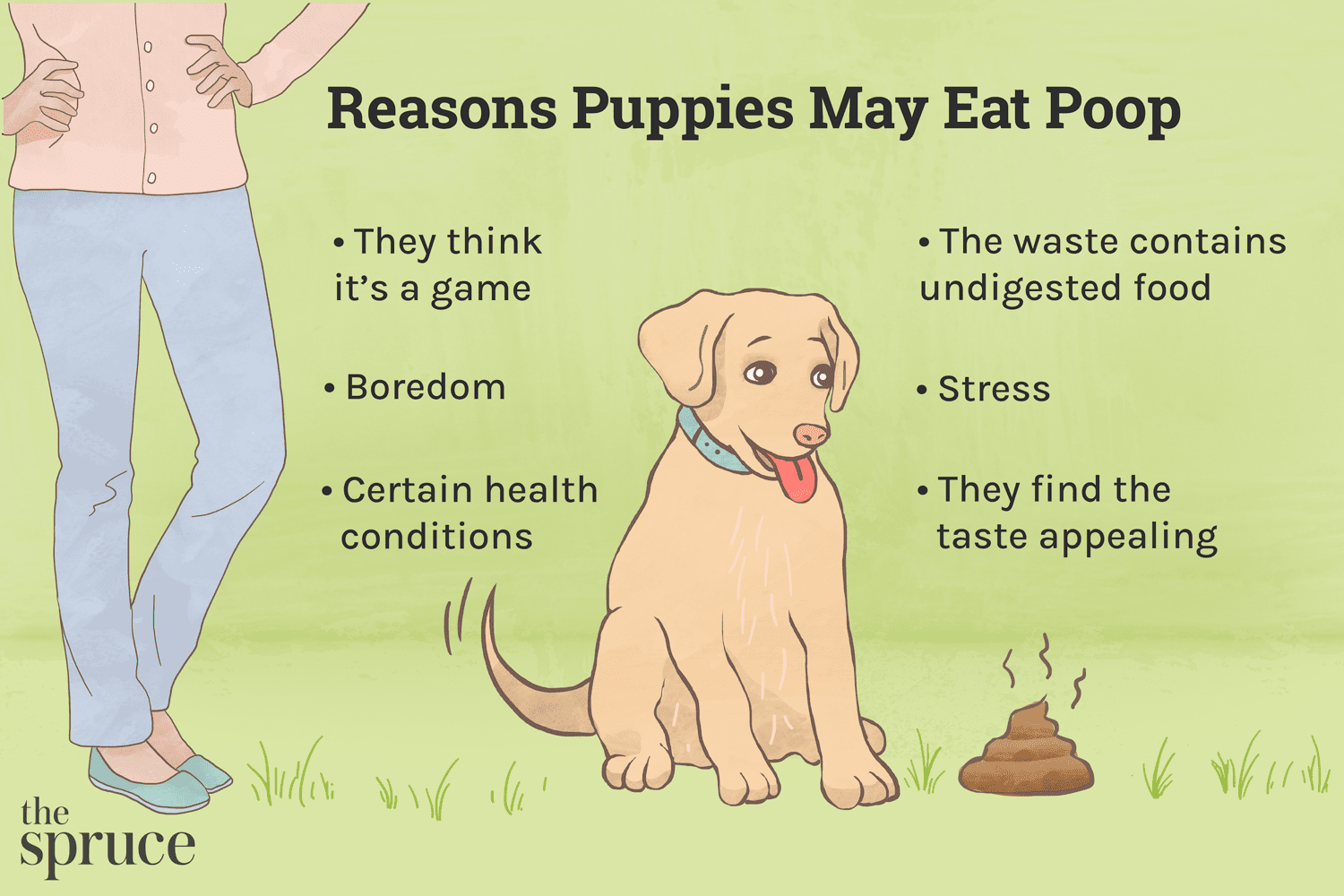 Stop Your Puppy From Poop‑Eating: Proven Training Tips