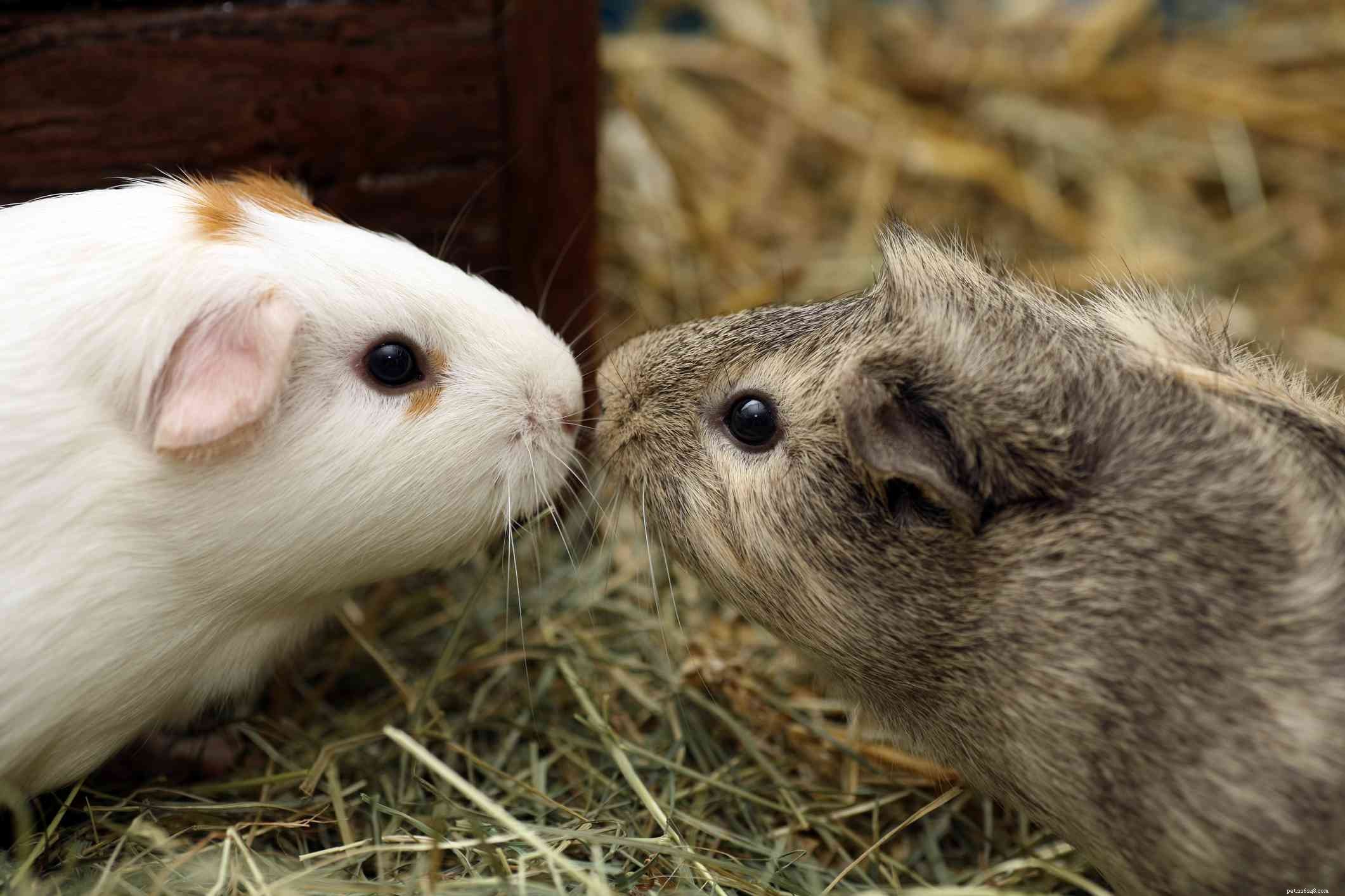 Understanding Guinea Pig Sounds and Body Language: A Comprehensive Guide