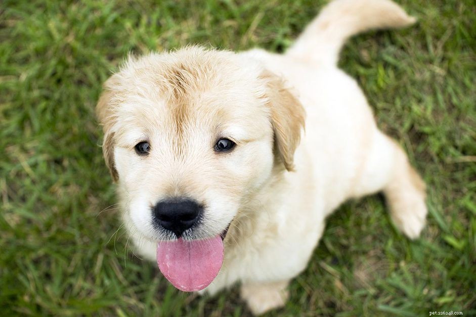 Stop Your Puppy From Poop‑Eating: Proven Training Tips