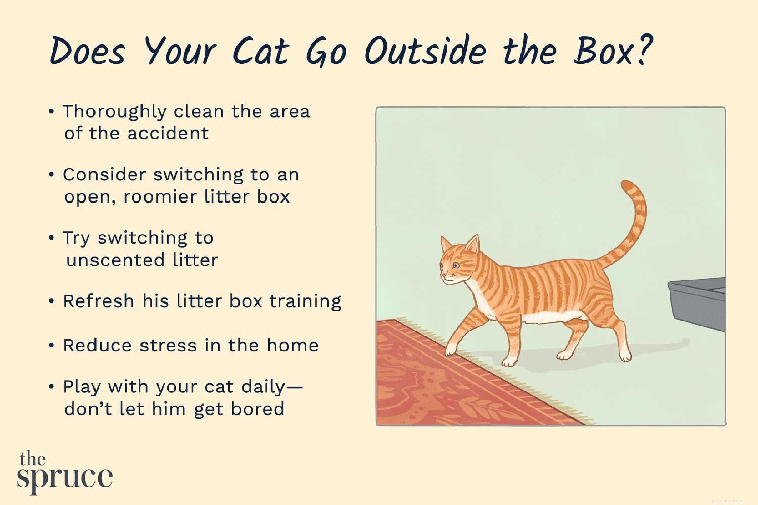 Stop Cats From Pooping on Rugs: Expert Tips & Solutions