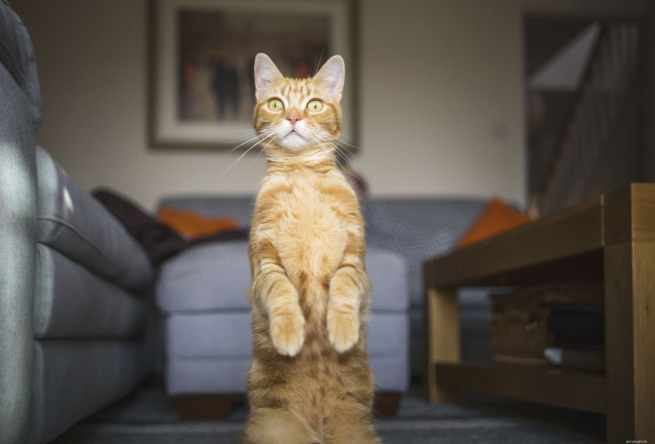 25 Smart & Snappy Nerdy Cat Names for Your Feline Friend