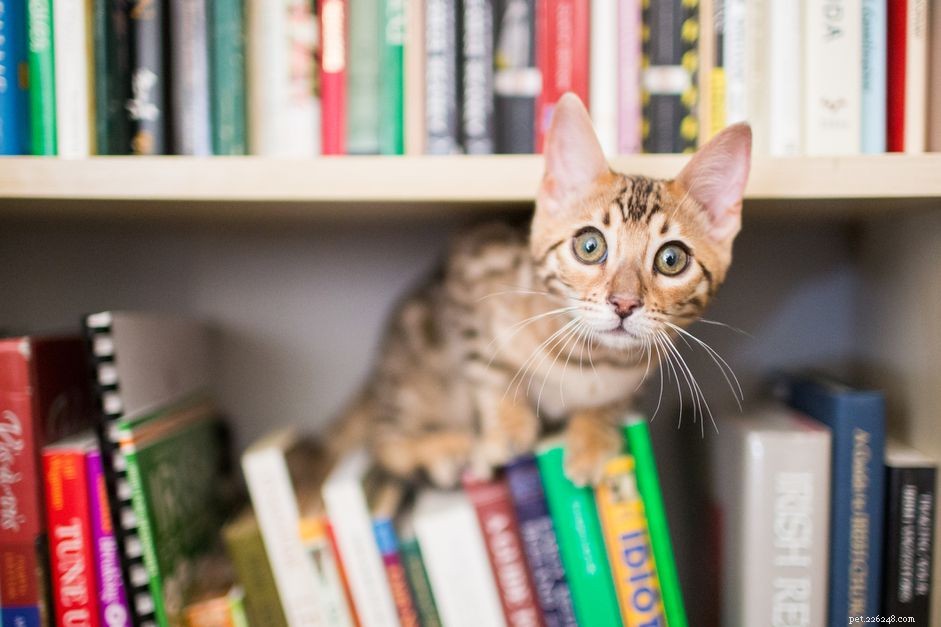 25 Smart & Snappy Nerdy Cat Names for Your Feline Friend
