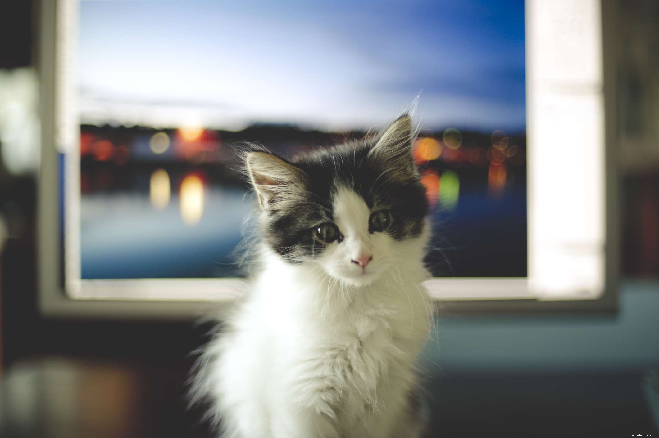 25 Smart & Snappy Nerdy Cat Names for Your Feline Friend