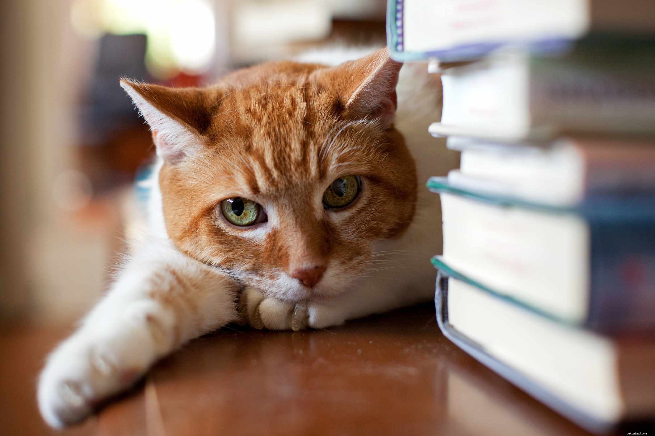 25 Smart & Snappy Nerdy Cat Names for Your Feline Friend