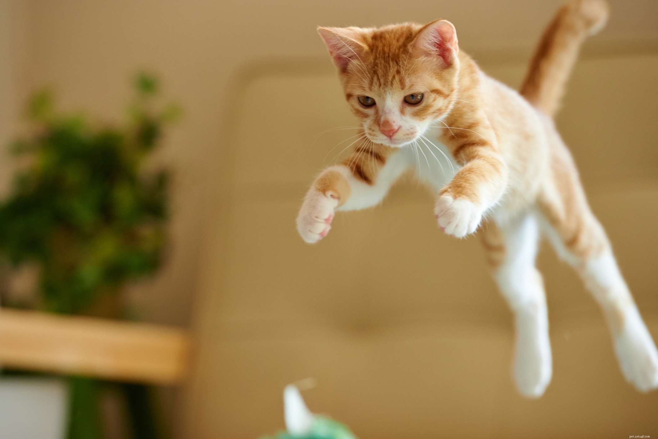 19 Orange Cat Names: Purrfect Picks for Fluffy Tabbies