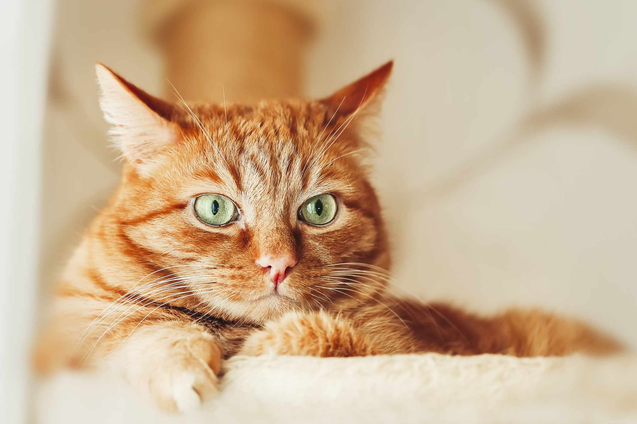 19 Orange Cat Names: Purrfect Picks for Fluffy Tabbies