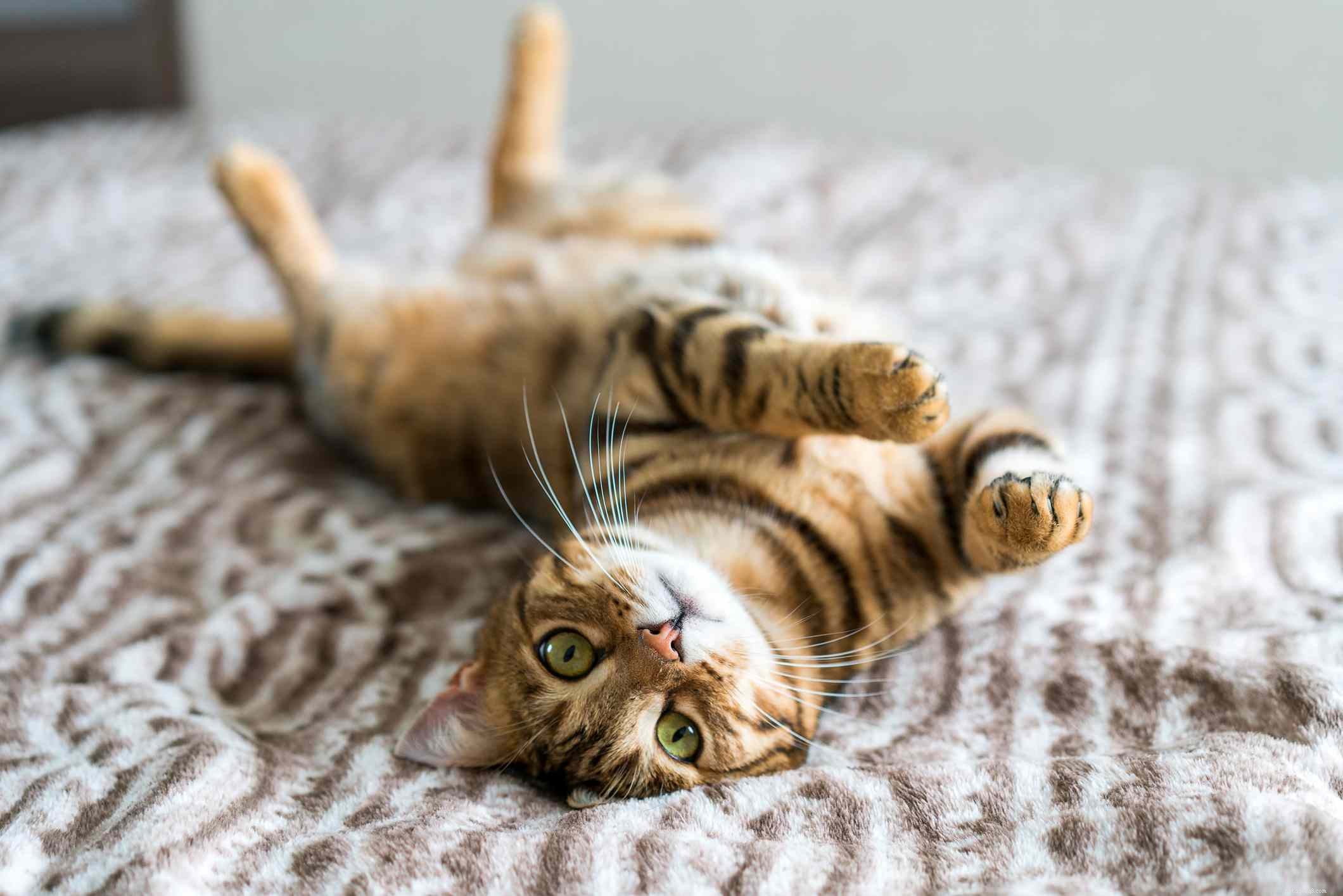 25 Smart & Snappy Nerdy Cat Names for Your Feline Friend
