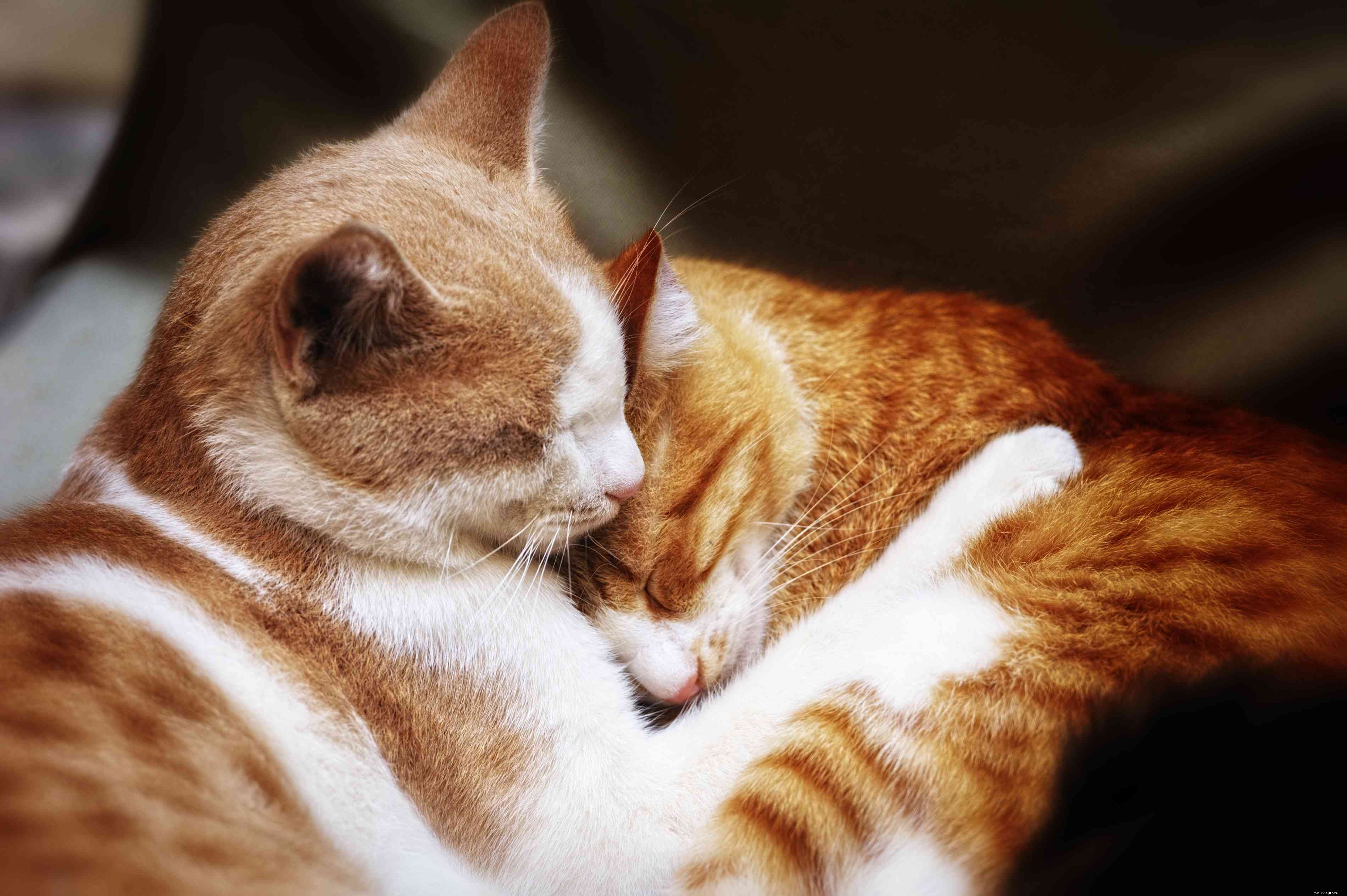 19 Orange Cat Names: Purrfect Picks for Fluffy Tabbies