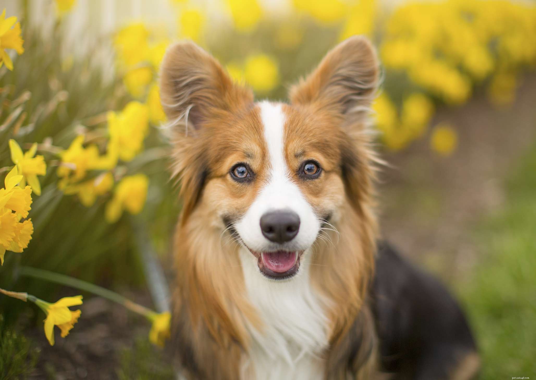 17 Elegant Flower-Inspired Names for Your Dog