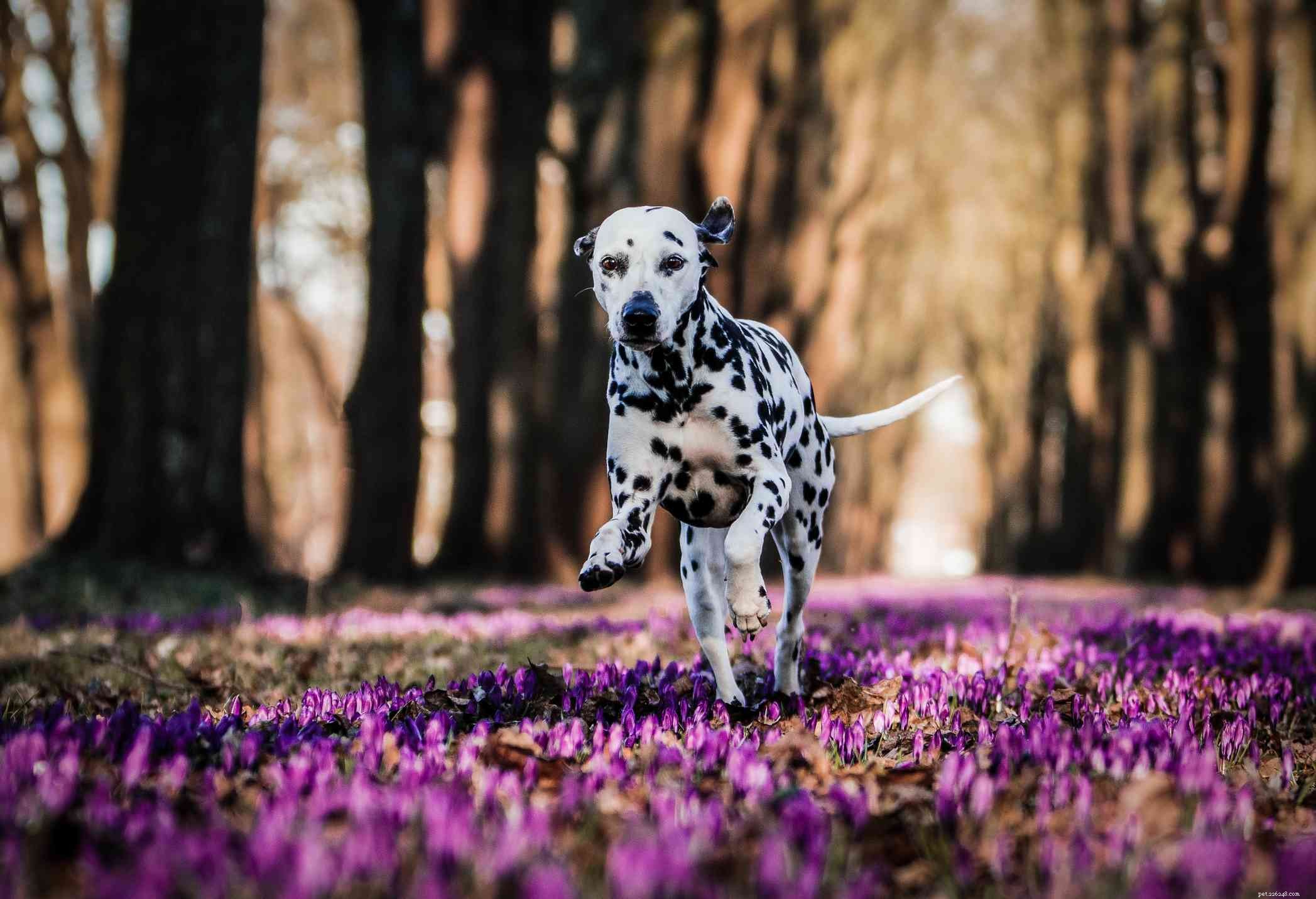 17 Elegant Flower-Inspired Names for Your Dog