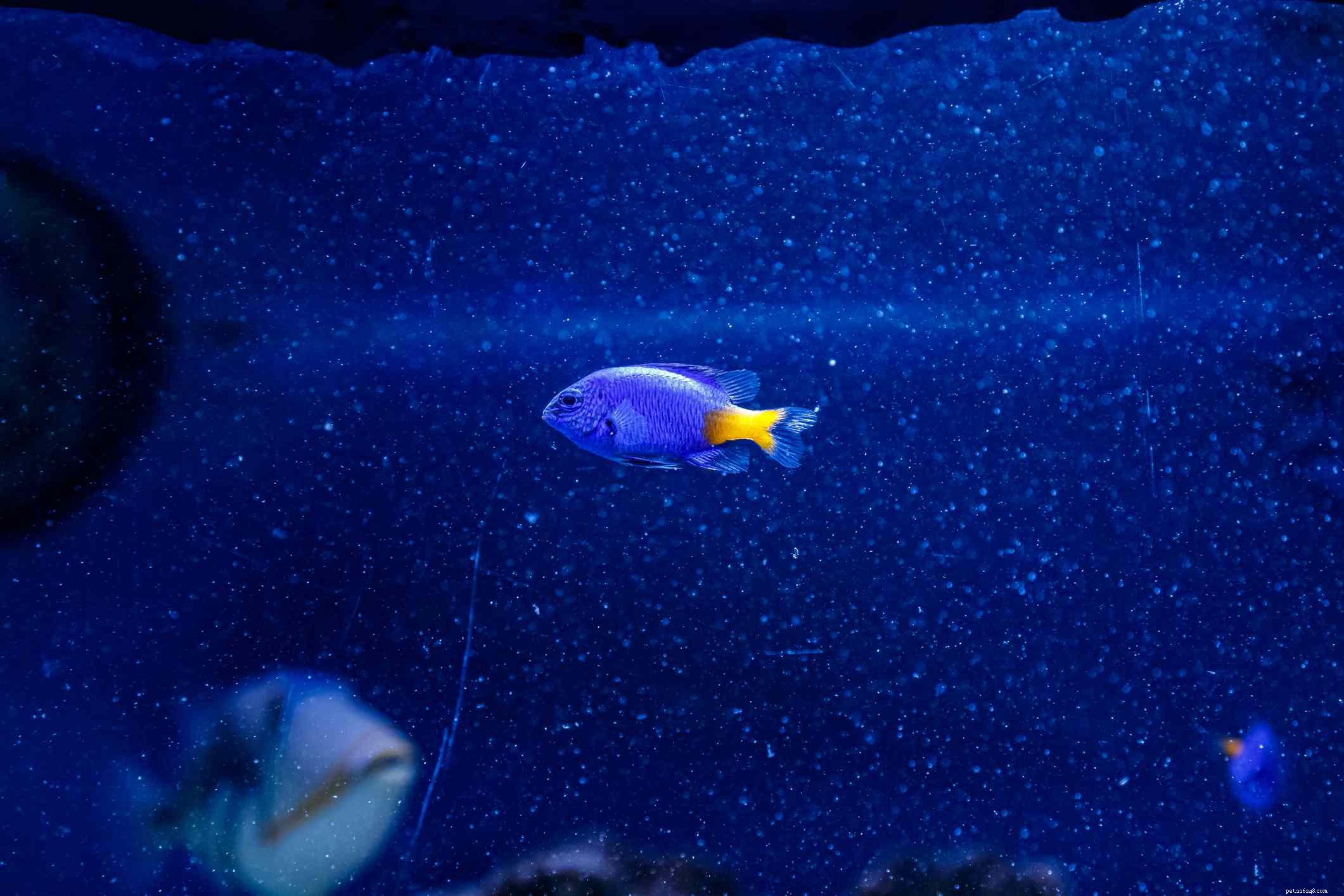 7 Aggressive Saltwater Fish: Expert Tips for Choosing & Managing