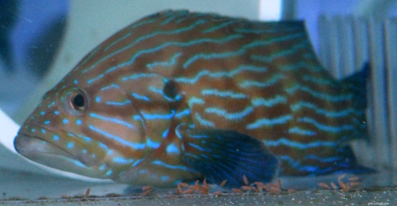 7 Aggressive Saltwater Fish: Expert Tips for Choosing & Managing