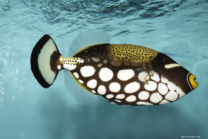 7 Aggressive Saltwater Fish: Expert Tips for Choosing & Managing