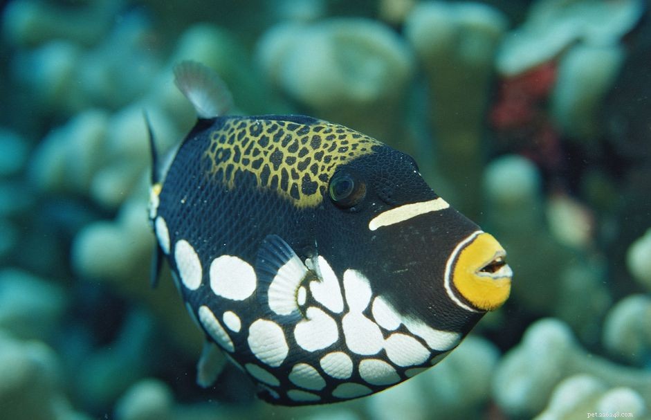 7 Aggressive Saltwater Fish: Expert Tips for Choosing & Managing