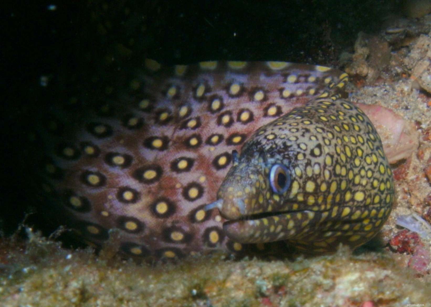 7 Aggressive Saltwater Fish: Expert Tips for Choosing & Managing