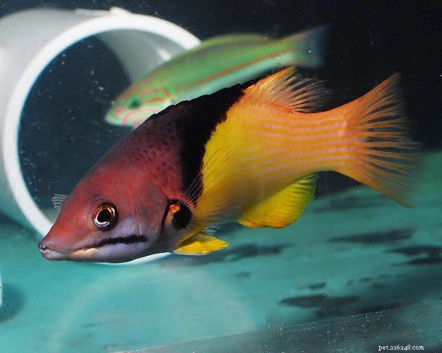 7 Aggressive Saltwater Fish: Expert Tips for Choosing & Managing
