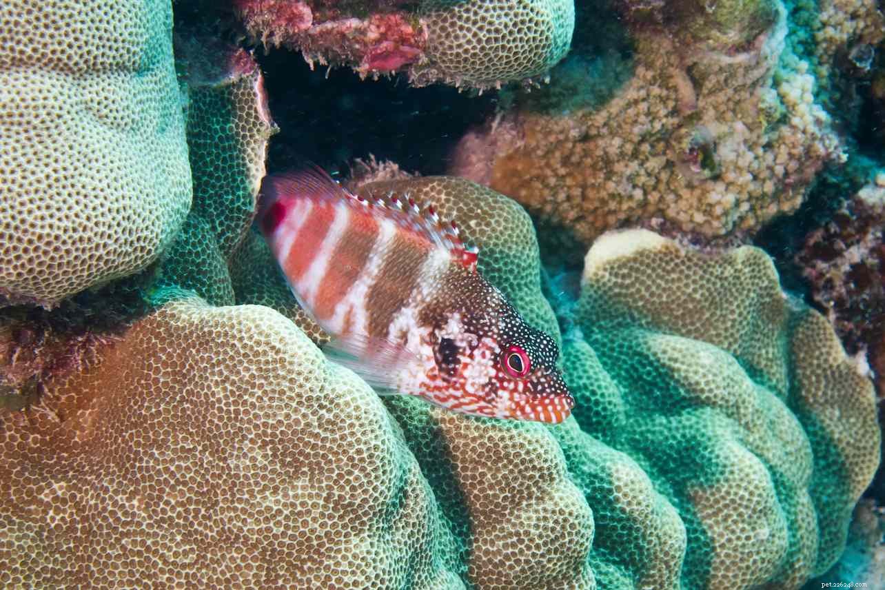 7 Aggressive Saltwater Fish: Expert Tips for Choosing & Managing