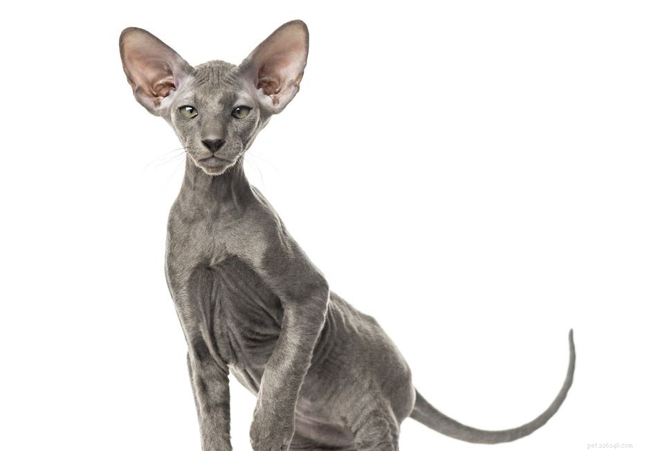 Peterbald Cat: In-Depth Breed Profile, Care, and Adoption Guide