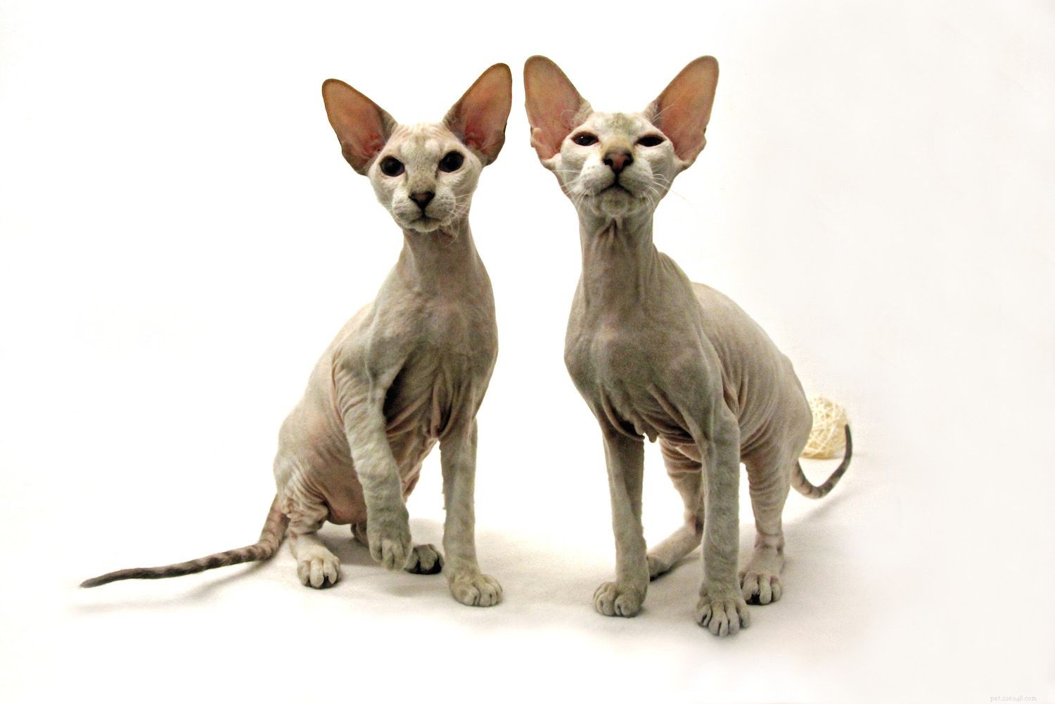 Peterbald Cat: In-Depth Breed Profile, Care, and Adoption Guide