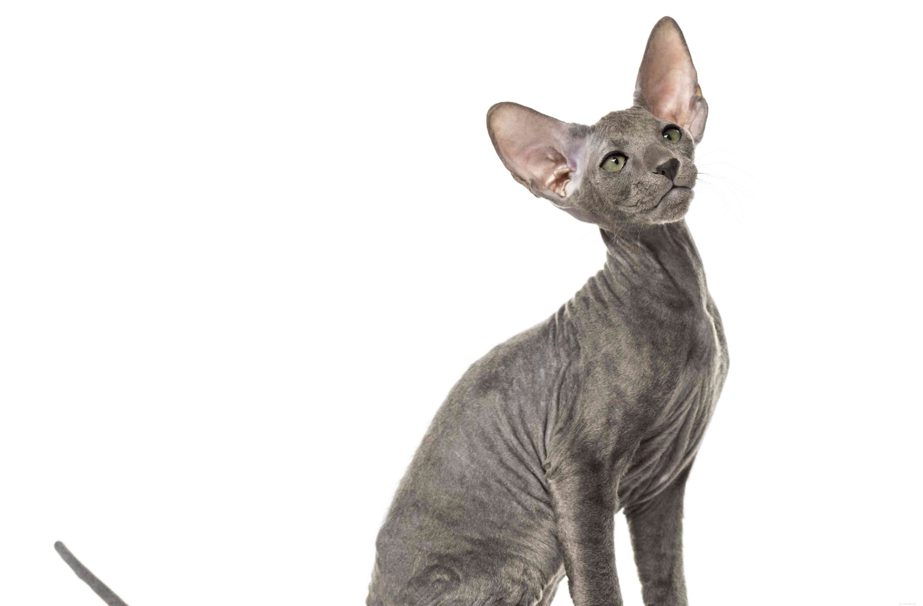 Peterbald Cat: In-Depth Breed Profile, Care, and Adoption Guide