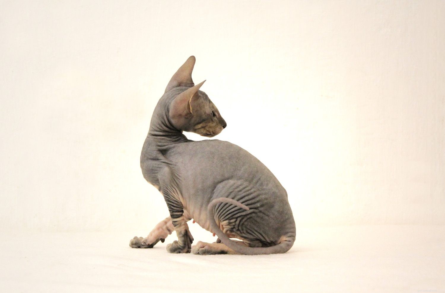 Peterbald Cat: In-Depth Breed Profile, Care, and Adoption Guide