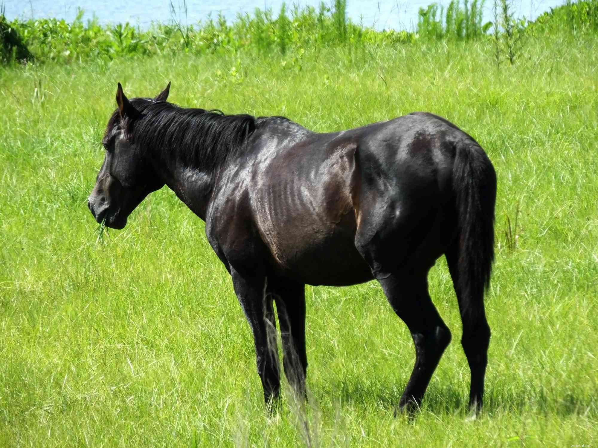 Florida Cracker Horse: Heritage, Traits, and Care Guide